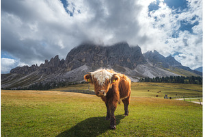 Young Scottish Highland cow standing, an Animal Photo by den-belitsky