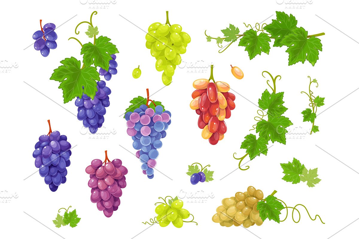 Grape varieties. Red, black, white, a Food Illustration by YummyBuum