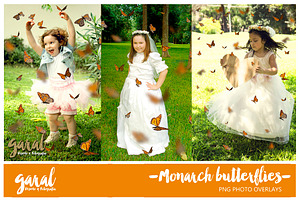 Monarch Butterflies