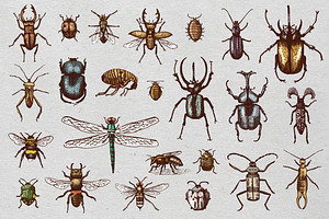 Insect Beetle Seamless Pattern, Background With Engraved Animal Hand Drawn Style