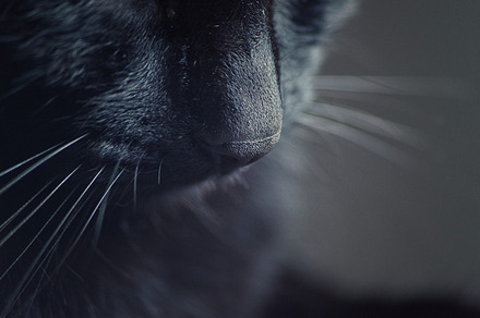 Black cat nose, an Animal Photo by Giordano Aita Graphics