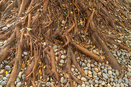 Tree plant branches or roots in forest garden on ground in natur, a Background Photo by Tampatra