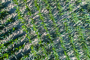 Aerial view of a maize field in Alsace, France, a Nature Photo by Leonid Andronov