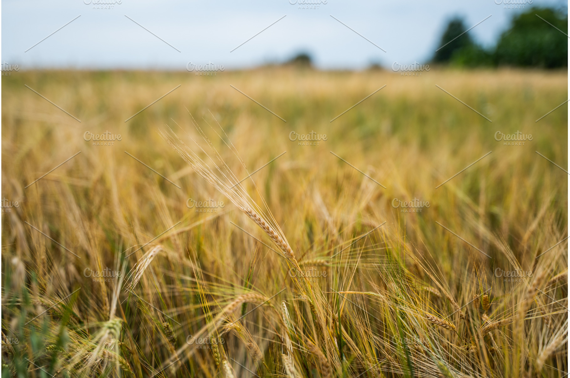 Golden barley ear standing out in, a Nature Photo by volodymyrshtun13795