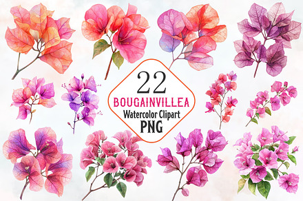 Bougainvillea Flower Watercolor PNG, a Seasonal Illustration by RobertsArt