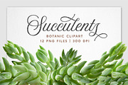 Succulent Burro's Tail Isolated, an Object Graphic by Turning Moss (Thumbnail 6 of 6)