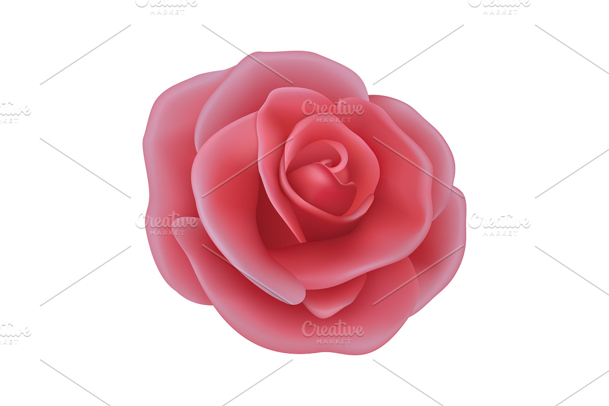 Rose. Vector Set., an Object Graphic by Gomolach (Photo 4 of 6)