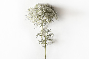 Queen Anne Lace Flower Photo