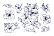 Hand drawn hibiscus flowers set, a Decorative Illustration by Good Studio (Thumbnail 3 of 3)