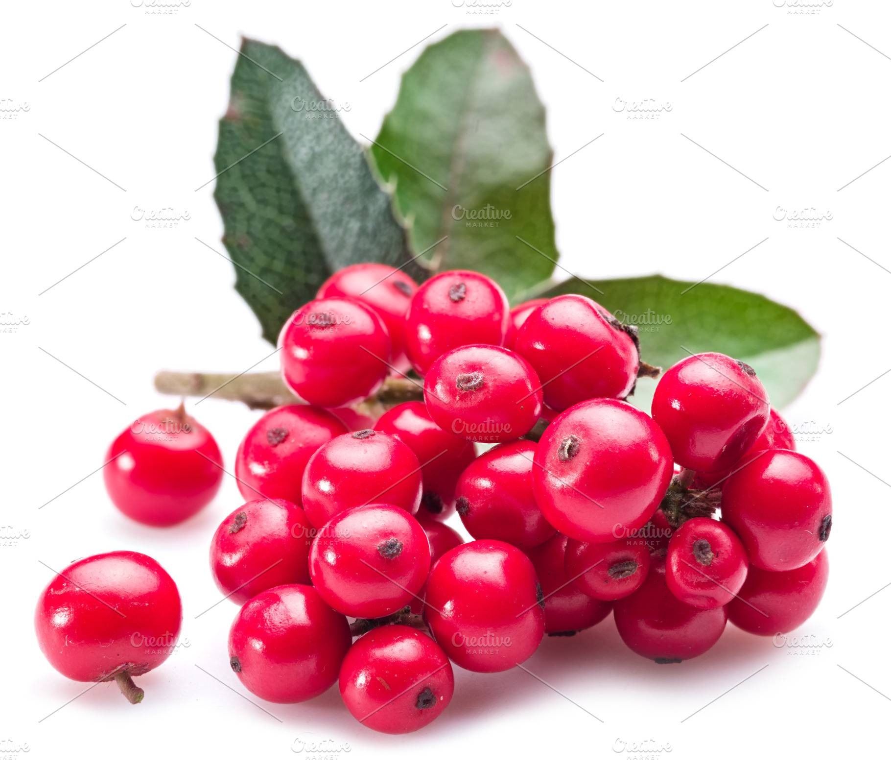 European Holly (Ilex) leaves, a Holiday Photo by Volff