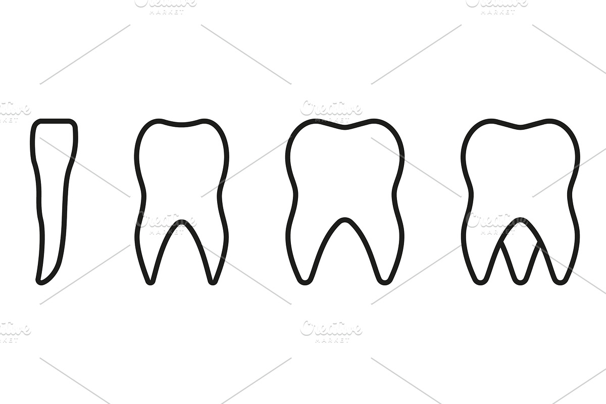 Types of Human Teeth Line Icons, an Object Illustration by Gentle Studio