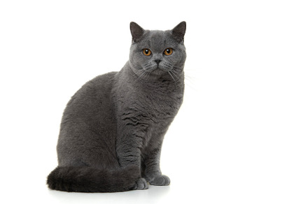 Pretty and proud british shorthaired