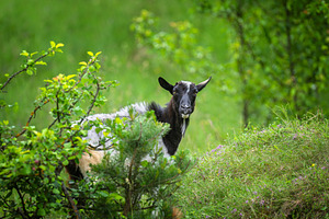 Goat peeking through lush green foliage in an outdoor environmen, an Animal Photo by Byrdyak