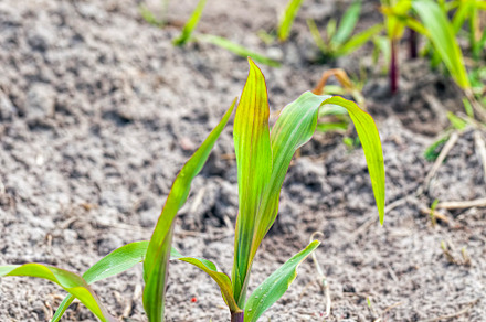 long rows of green corn sprouts in spring or summer, a Nature Photo by MyPhotos