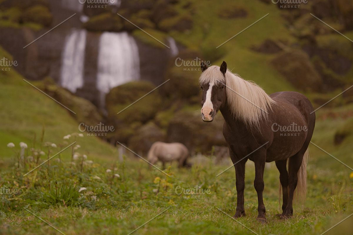 A horse with a view, an Animal Photo by 1995prints (Photo 1 of 4)