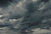 5 Cloud Photos, a Nature Photo by Fossilized Tree Sap (Thumbnail 2 of 6)
