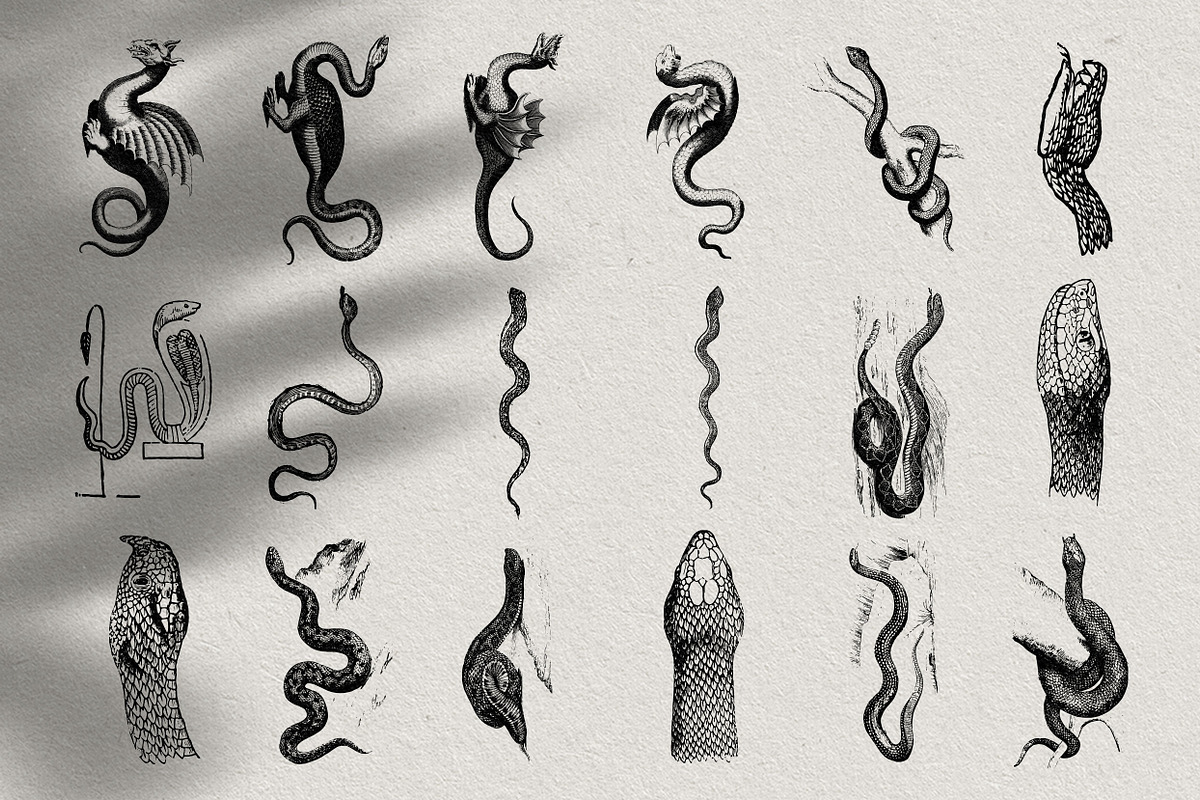 Snakes Dragons An Animal Illustration By Nomad Visuals