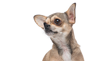 Portrait of a chihuahua dog looking