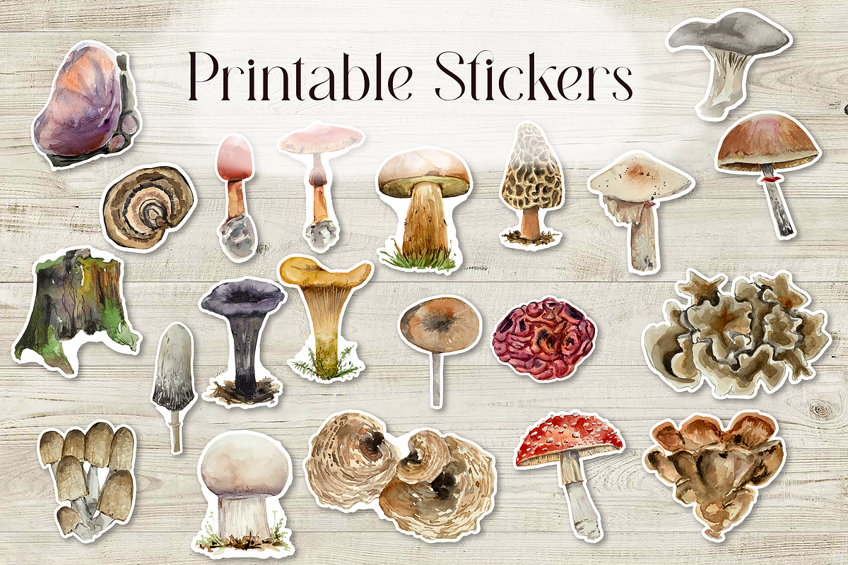 America Mushroom Watercolor Set, an Education Illustration by Tati Bordiu (Photo 5 of 6)