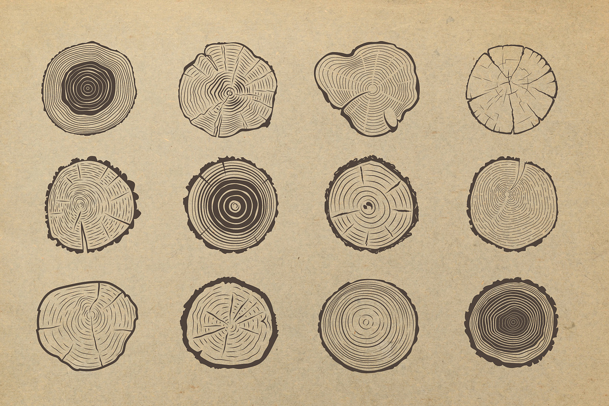 Tree trunk cross section., an Object Graphic by DOBROGRAPH (Photo 2 of 7)