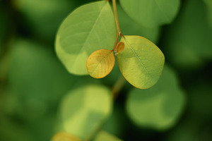 Harmony, Authentics, Green leaf vertical composition minimal nat, a Photo by salmon.black
