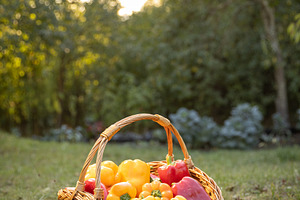 Wicker basket filled peppers, a Photo by Grafvision photography