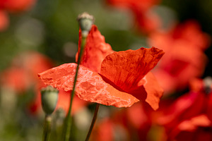 poppies on a background of green grass in summer , illuminated by sunlight, red, a Photo by rsoollAI