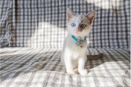 white kitten with blue eyes on the, an Animal Photo by Pakosta