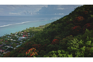 Lush tropical vegetation meets, a Nature Photo by Goinyk