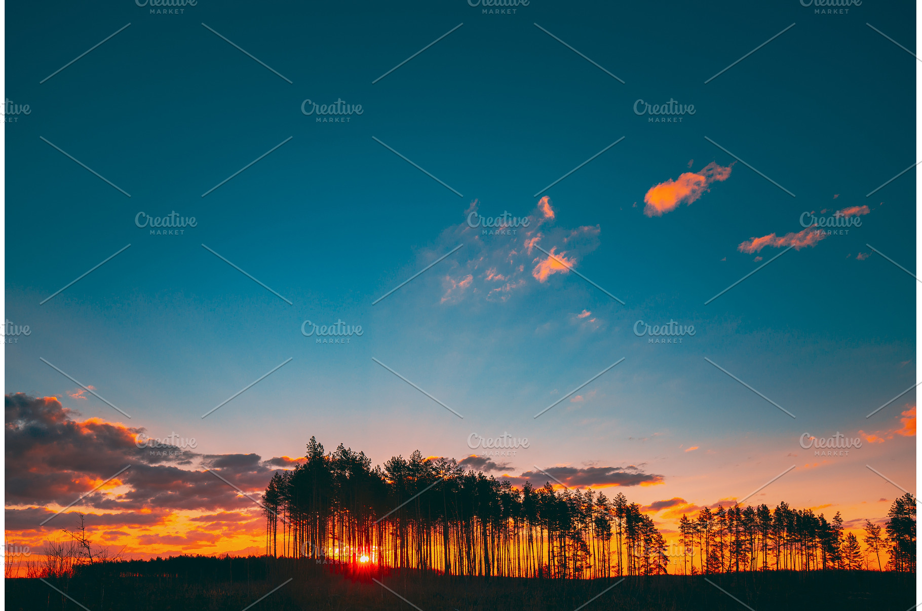 Sunset Sunrise In Pine Forest. Sun, a Nature Photo by Our Amazing World