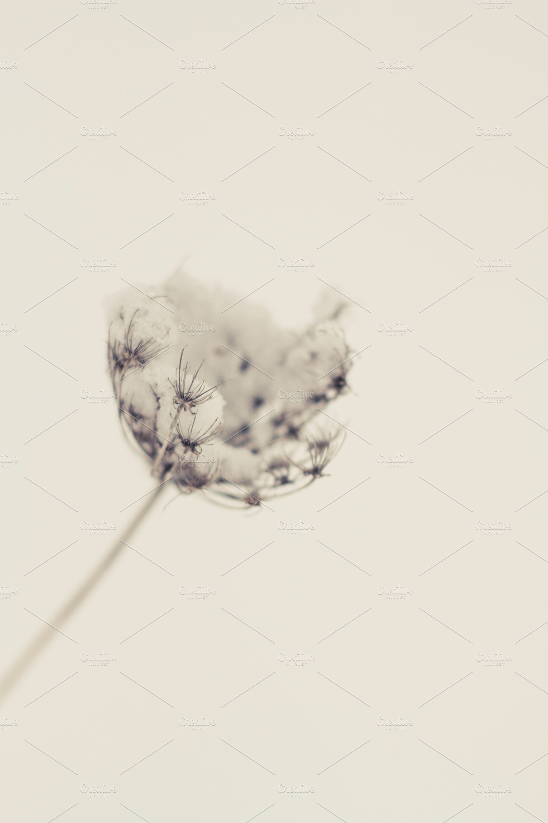 Snowy Flower