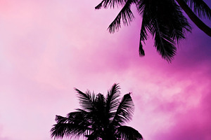 Palms and sky, a Photo by saiko3p