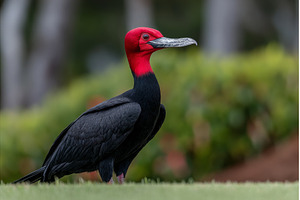 The Pantanal Wetlands in Mato Grosso, an Animal Photo by ZinetroN
