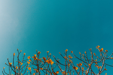 Tree branches against a blue sky, a Photo by rubenchase