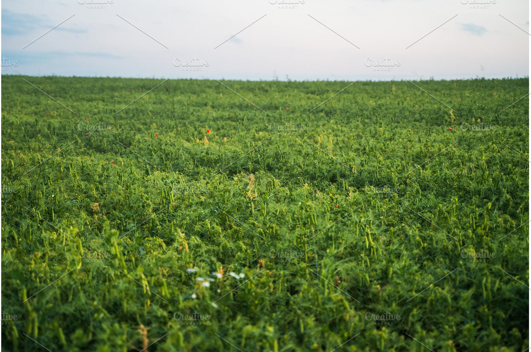 Lush pea field growing in the, a Nature Photo by volodymyrshtun13795