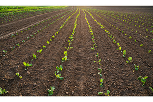 Young cabbage seedlings growing in, an Industrial Photo by volodymyrshtun13795