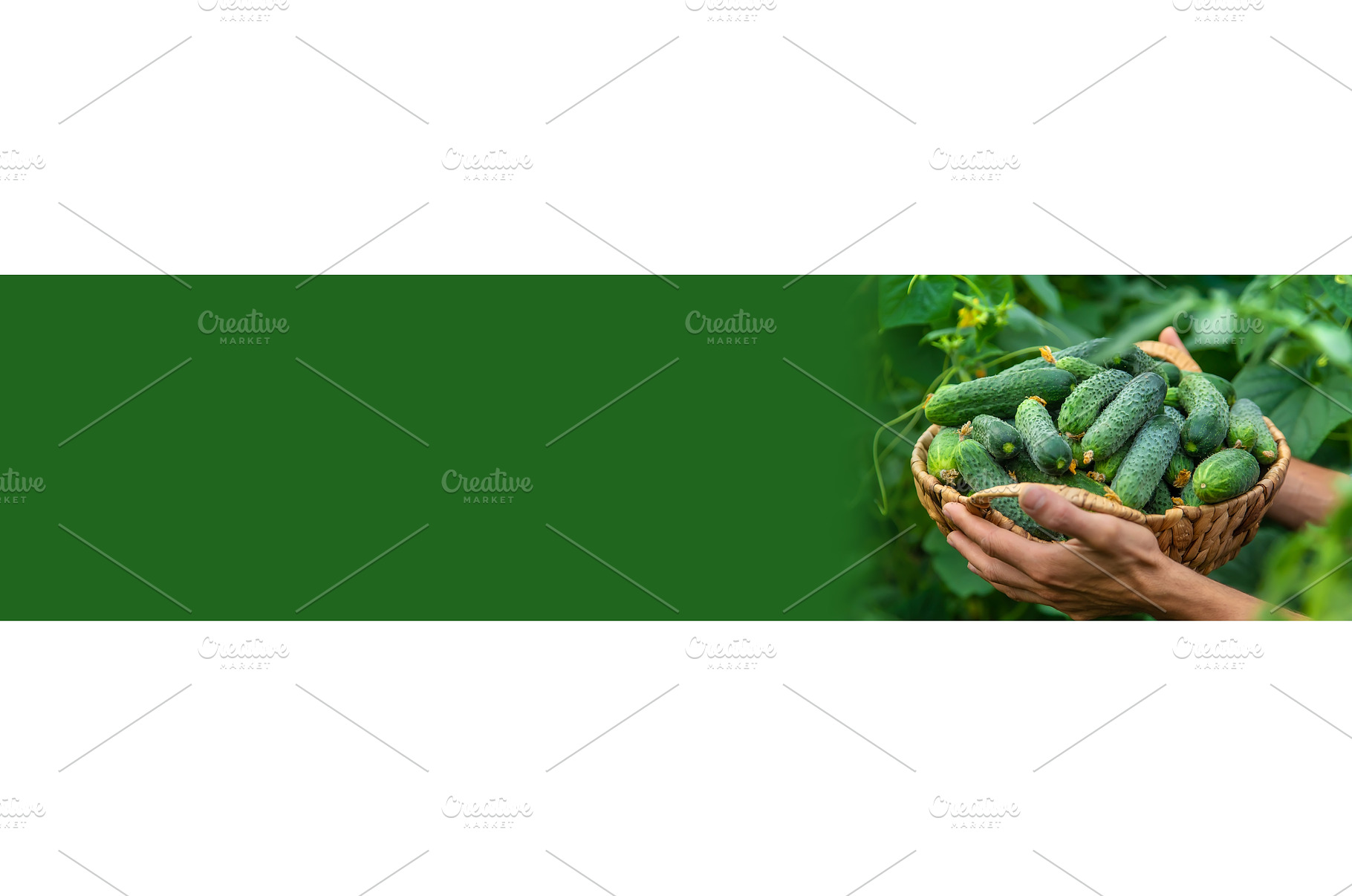 A man holds a harvest of cucumbers, a Food & Drink Photo by yanadjana