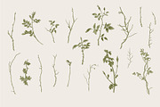 Wild Roses, a Decorative Illustration by olga.korneeva (Thumbnail 5 of 24)