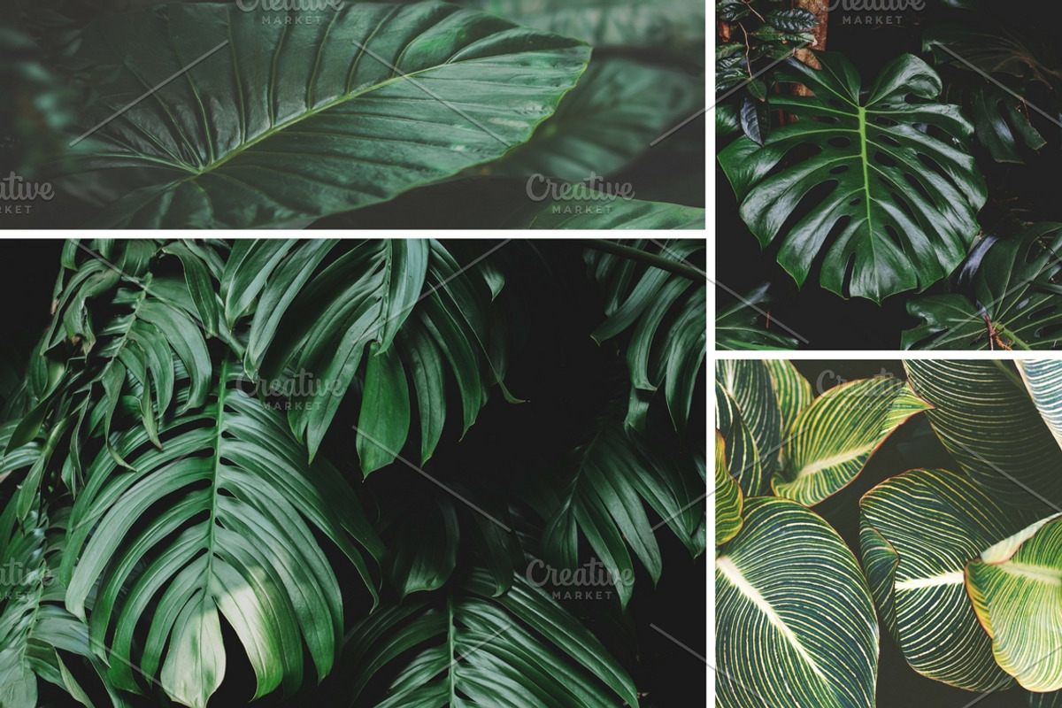 Tropical Leaves Bundle, a Nature Photo by René Jordaan Photography (Photo 6 of 6)