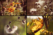 28 autumn nature photo pack, a Nature Photo by pictures for you (Thumbnail 4 of 7)