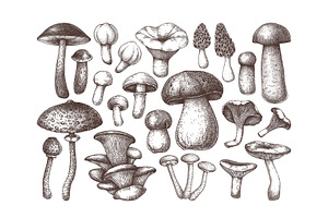 Vector Mushroom Sketches Set