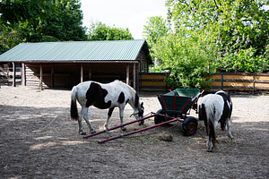 Two horses with carriage grazing near a stable on a sunny day, a Photo by AS photostudio