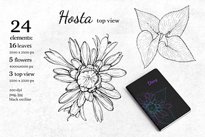 Hand Drawn Flowers. Elegant Line Art