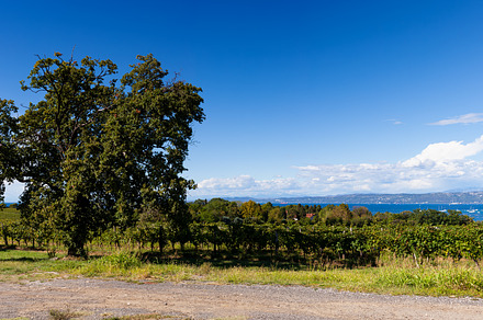Road next to the Istrian vineyard, Slovenia, a Nature Photo by Bepslabor