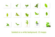 Basil leaves and herb, 100 images, a Food & Drink Photo by Pullia (Thumbnail 2 of 7)