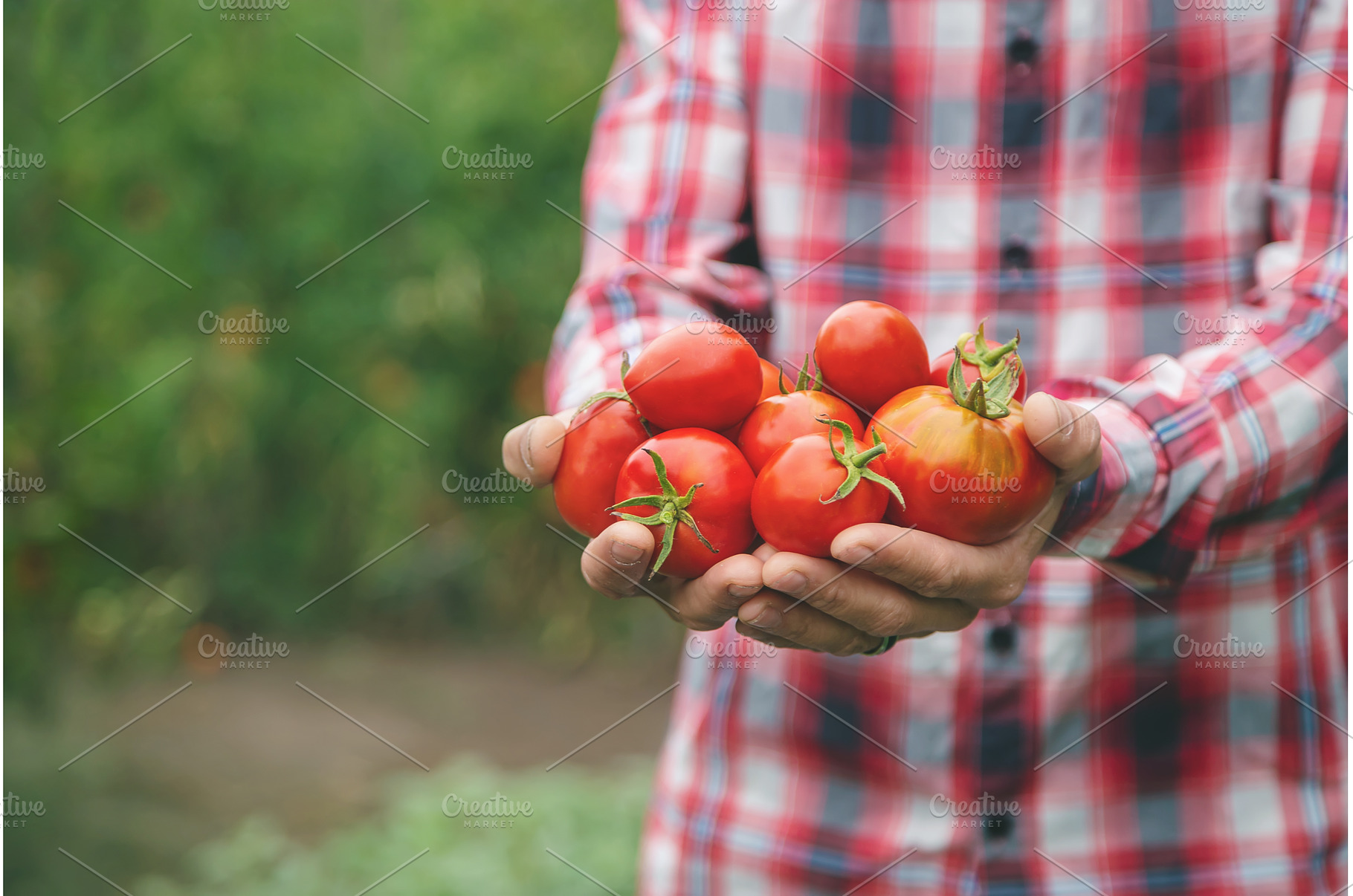A man farmer holds a crop of, a Food & Drink Photo by yanadjana
