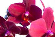 Orchid Flower Stock Bundle, a Nature Photo by r.r.palacios (Thumbnail 11 of 11)