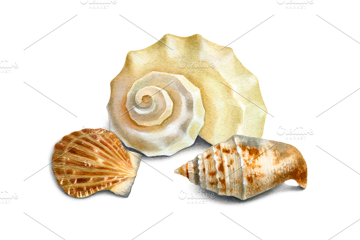 Sea shells, a Texture Illustration by Sundra (Photo 5 of 5)