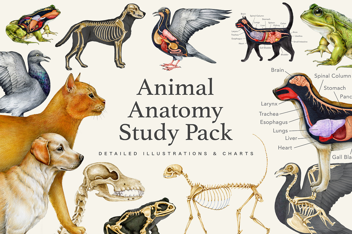 Animal Anatomy Study Pack, an Education Illustration by AnitaPol (Photo 1 of 20)