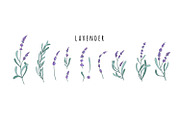 Lavender flowers herb set, a Healthcare Illustration by RoMashkaVector (Thumbnail 1 of 2)